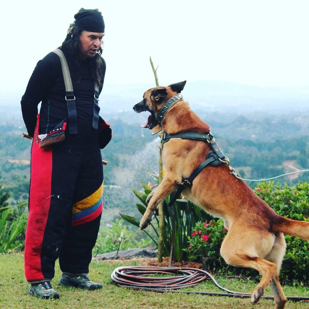 Maestro Yisus trabajando con Malinois de alta energía en el oriente antioqueño
