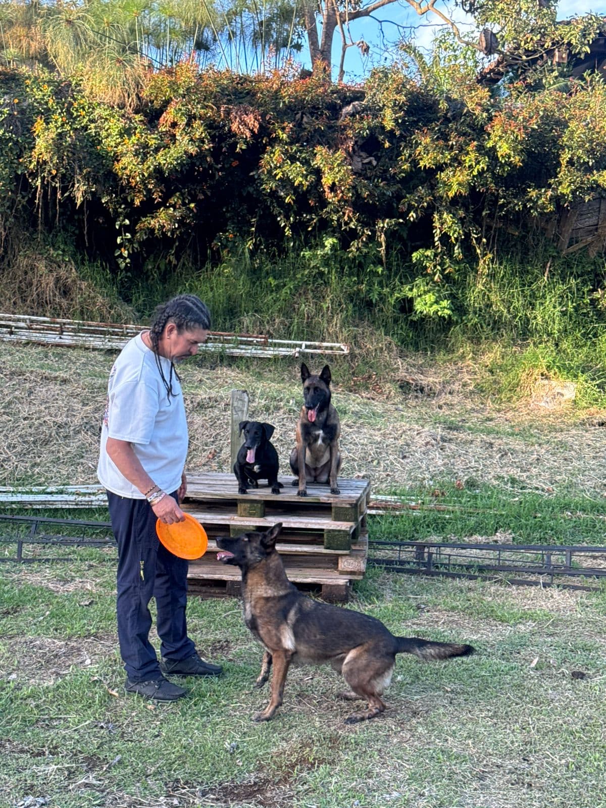 Perros jóvenes en sesión de obediencia y frisby con el Maestro Yisus